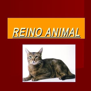 Reino animal