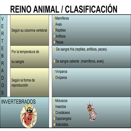 Reino animal   vertebrados