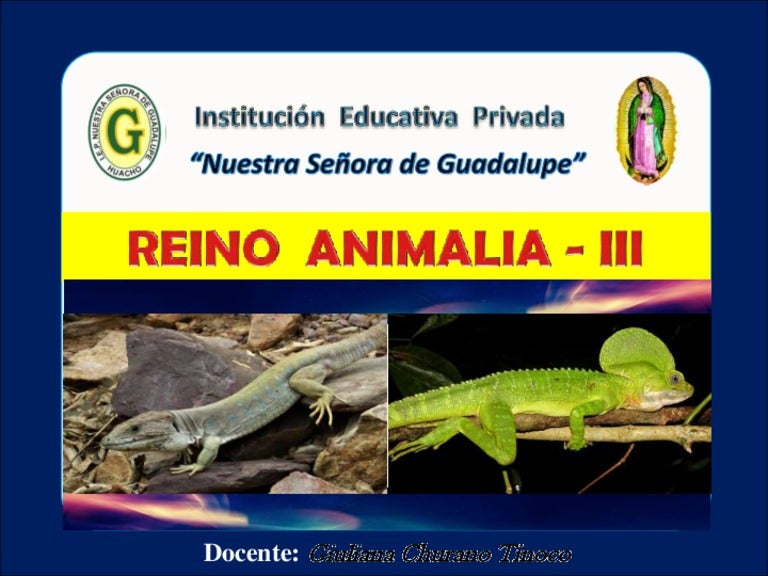 Porque Los Reptiles Reciben Ese Nombre