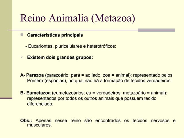 Reino animalia (metazoa) | PPT