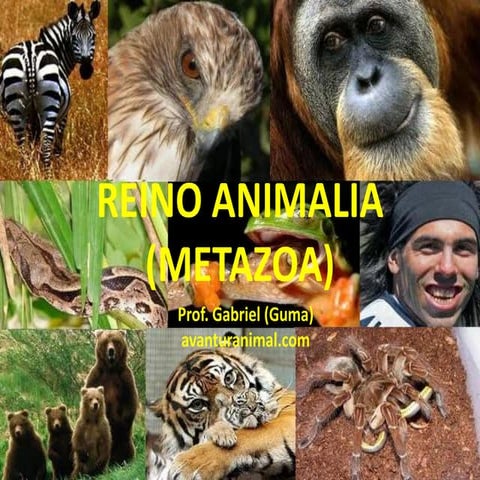 Reino Animalia - Poríferos e cnidários