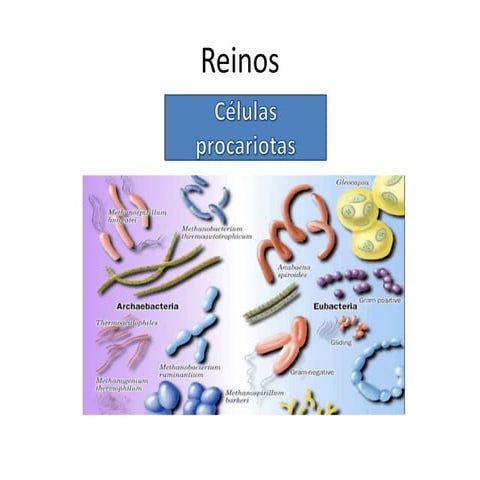 Reino archeobacteria , bacteria y protista  pap grabación 2