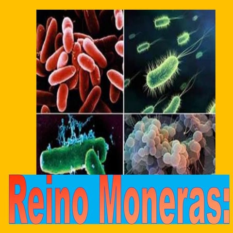 Reino de las moneras