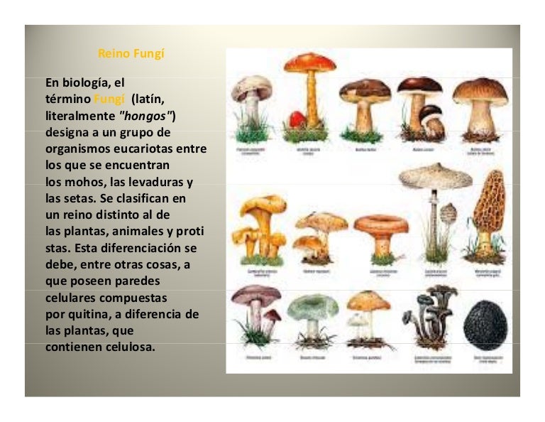 Cite Dois Exemplos De Representantes Do Reino Fungi