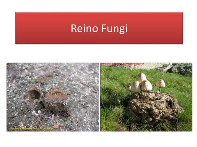 Reino fungi