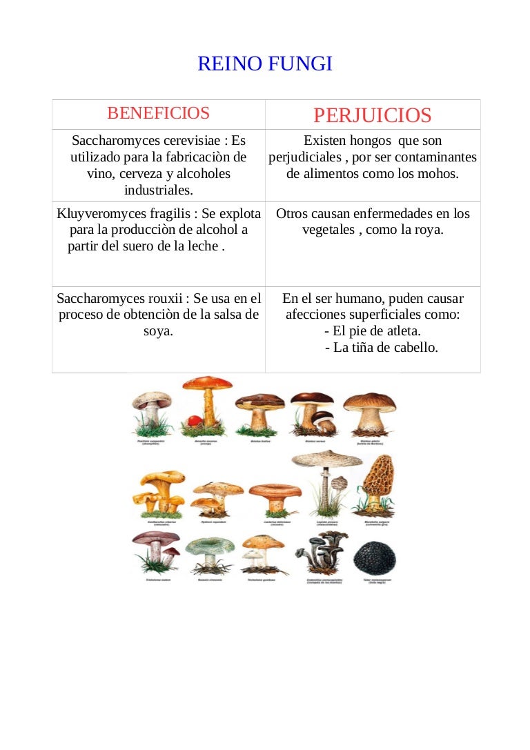 Hongos Y Sus Usos Clasificacion Beneficios Caracteristicas Y Mas Images