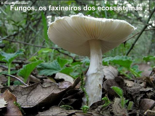 Reino fungi