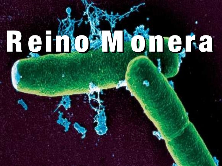 Aspectos Relacionados A Atividade Economica Do Reino Monera