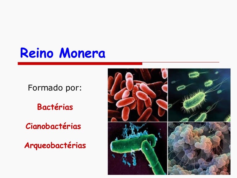 Aspectos Relacionados A Atividade Economica Do Reino Monera