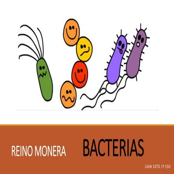 Reino monera bacterias
