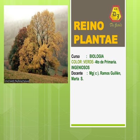Reino plantae 