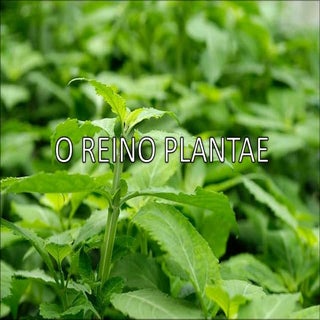 Reino plantae