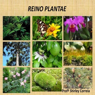 Reino plantae