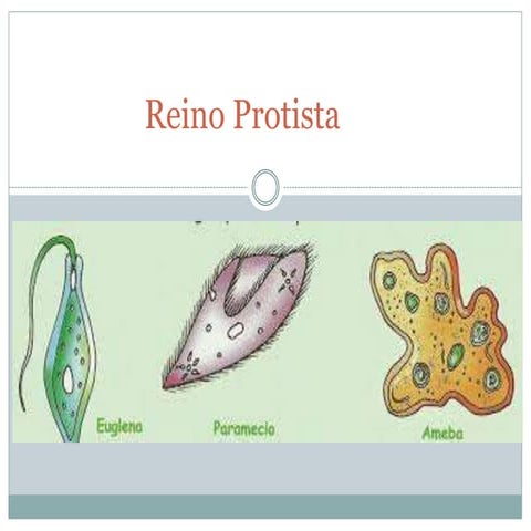 Reino protista