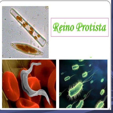 Reino protista