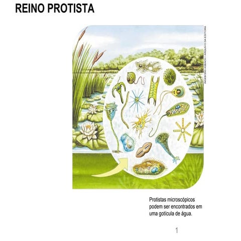 Aula completa reino protista | PDF