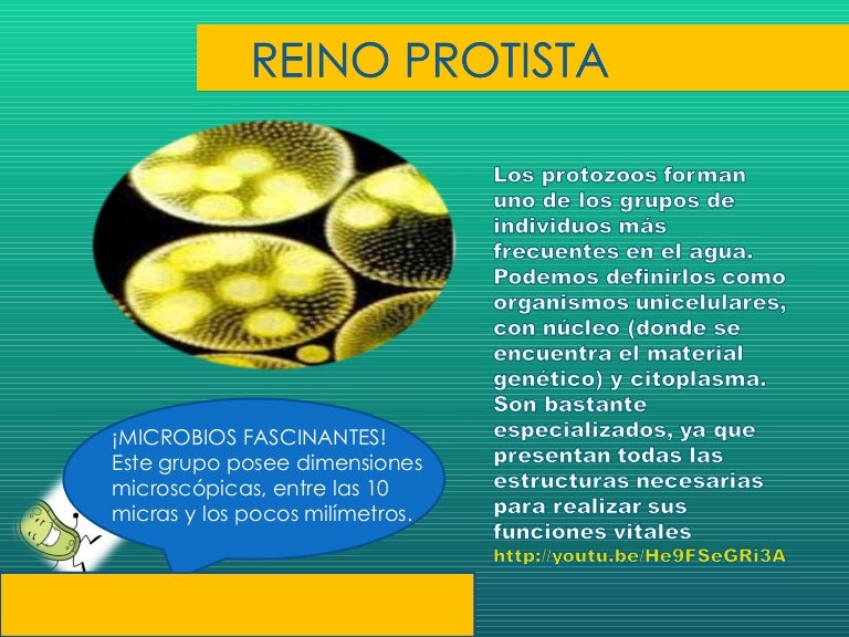Reino Protista 1 1 