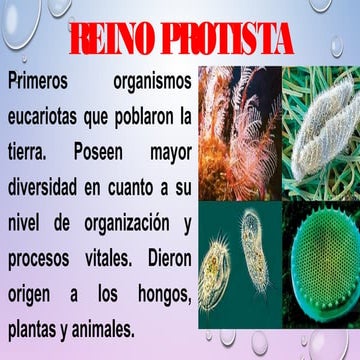 REINO PROTISTA: CARACTERÍSTICAS Y CLASIFICACIÓN. Lic Javier Cucaita