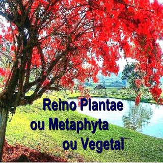 Reino Vegetal