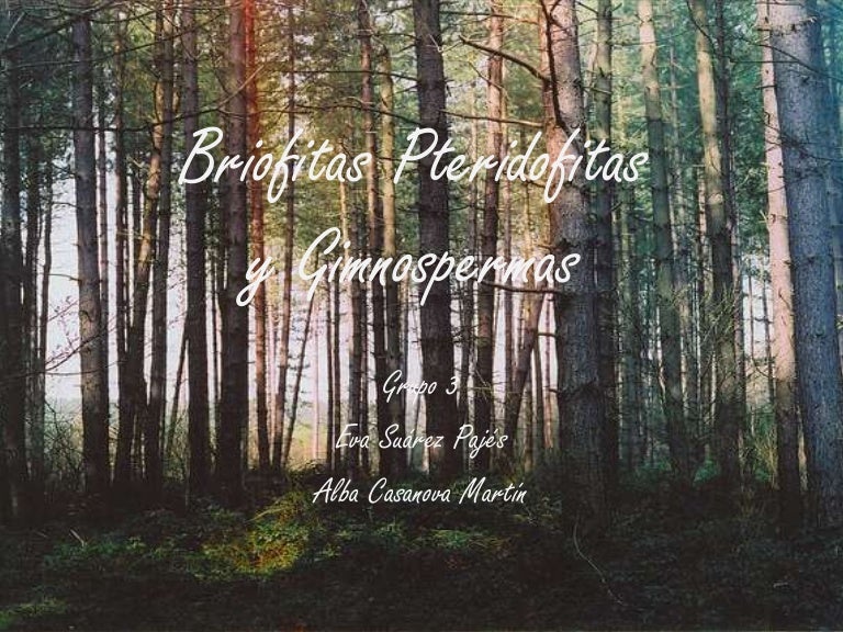 Briofitas Pteridofitas Y Gimnospermas
