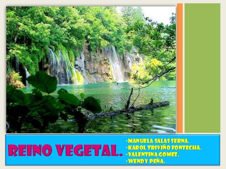 REINO VEGETAL