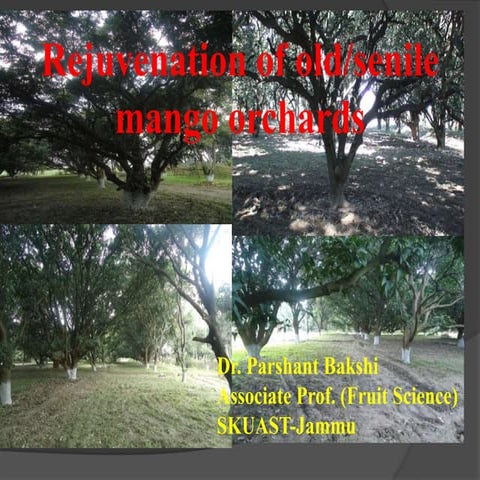 Rejuvenation of old mango orchard