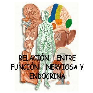 Relación   entre función   nerviosa...