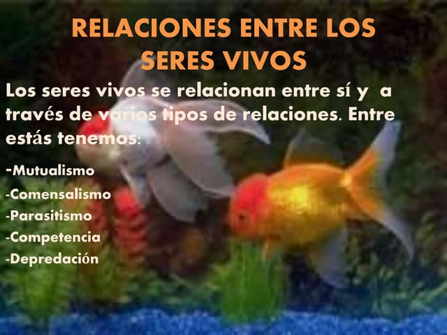Relaciones entre seres vivos
