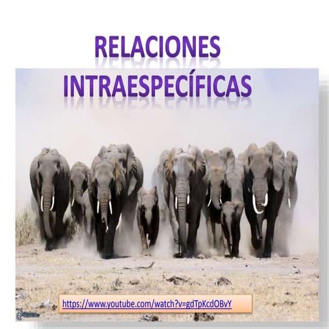 Relaciones intraespecíficas
