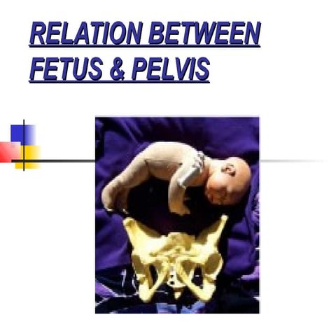 Relation between fetus & pelvis