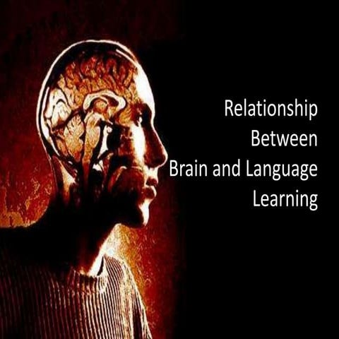 Relationship Between Brain and Language Learning