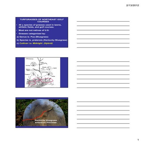 Introduction to Grasses: Turfgrass Management | PDF