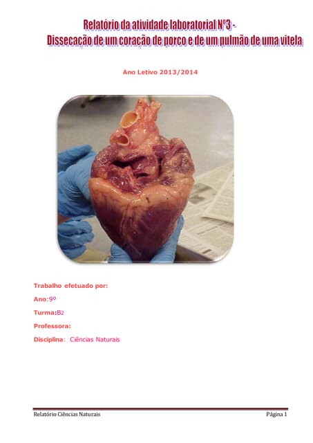 Relatório dissecação do coração de ...