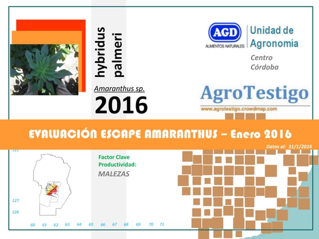 Escape Amaranthus sp. Enero 2016 Ce...