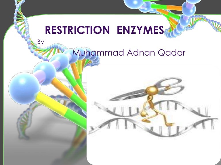Restriction Endonucleases/Enzymes