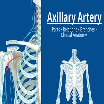 Anatomy of Axilla | PPTX