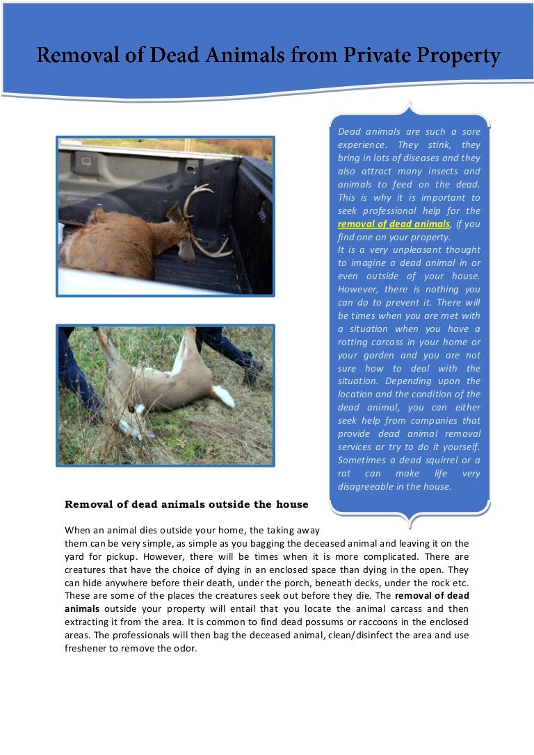 What To Do For Dead Animal Removal