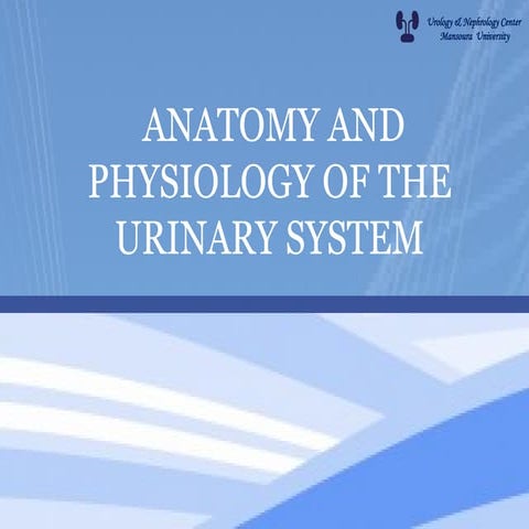 anatomy and physiology of the urinary system.pptx