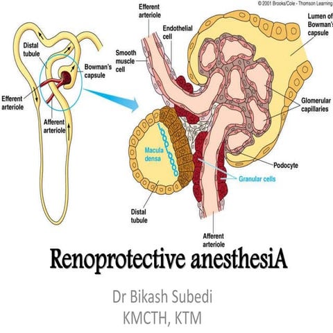 Renoprotective anesthesia