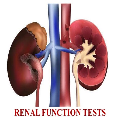 Renal function test and related abnormalities .pptx