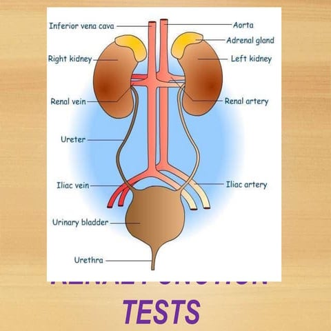 RENAL FUNCTION TESTS FOR PARAMEDICAL AND MEDICAL STUDENTS