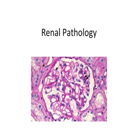 Introduction to Renal Pathology