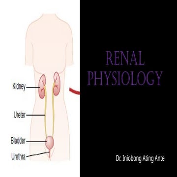 RENAL CIRCULATION-, counter current mechanism, counter current ...