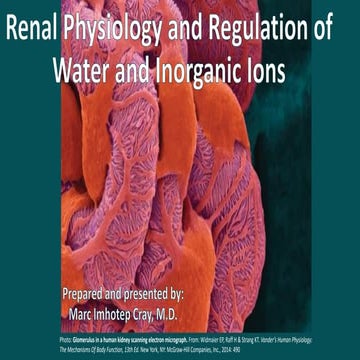 Renal Physiology and Regulation of Water and Inorganic Ions | PDF