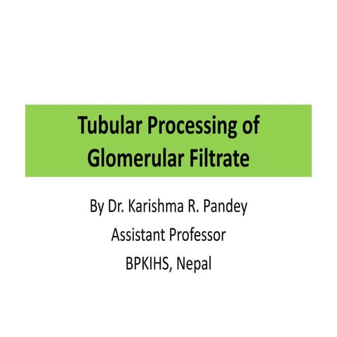 Renal processing of glomerular filtrate