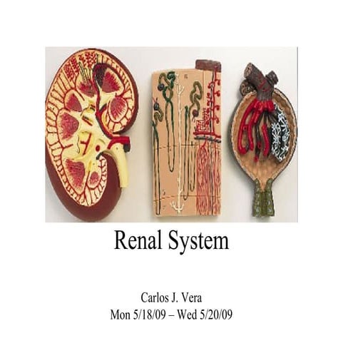 Renal system 2