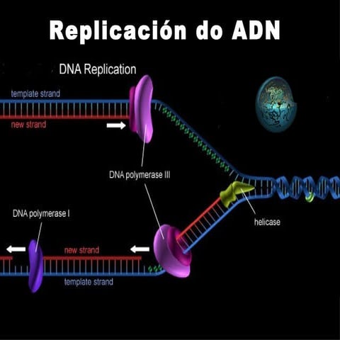 replicación | PPT