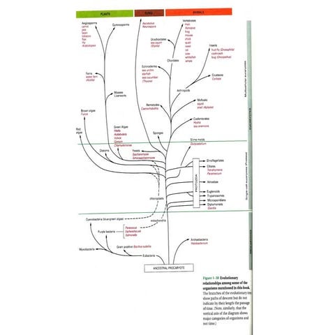 Bacterial cell division-_assembly_maintenance_and_disassembly_of_the_z ...
