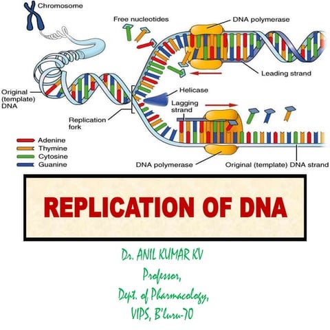 REPLICATION OF DNA IN PROKARYOTES (Final).pdf HAAJAAUUA | PDF