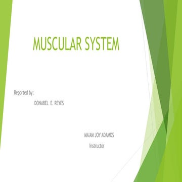 Muscular System
